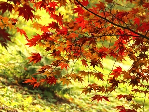 autumn, Leaf, Maple Palm