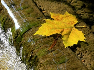 leaf, rock, water, maple