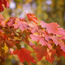 maple, Leaf, trees