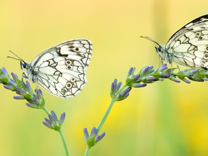 Flowers, stalk, butterflies, marbled chessboard, Two cars