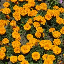 Yellow, marigold