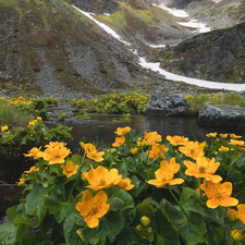 Yellow, snow, Marsh-Marigold, River, Mountains, Flowers, marigolds