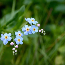 forget-me-not