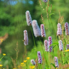 meadow, Plants, an