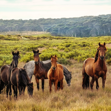 bloodstock, pasturage, forest, Meadow