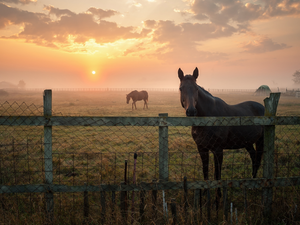 fence, Great Sunsets, Meadow, pasture, bloodstock