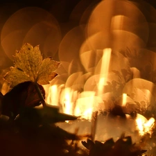 meadow, Bokeh, evening, an, leaf