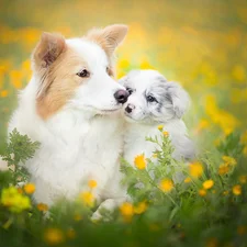 Meadow, Flowers, Border Collie, Spring, Dogs