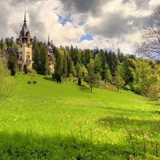 Castle, hill, Meadow, an