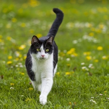 cat, Meadow