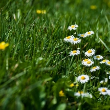 chamomile, Meadow