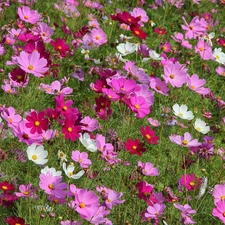 color, Cosmos, Meadow, Flowers