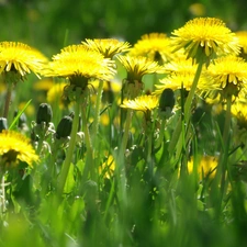 Meadow, puffball, common