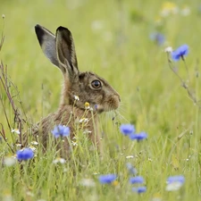 cornflowers, Wild Rabbit, Meadow