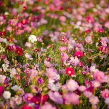 Meadow, Flowers, Cosmos