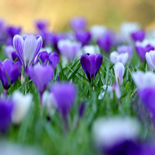 crocuses, Meadow