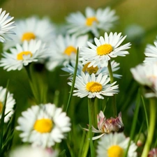 daisies, Meadow