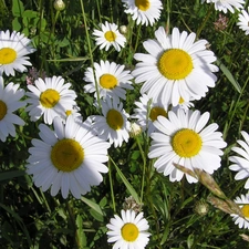 daisies, Meadow