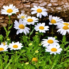 daisy, Meadow