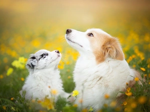 Dogs, Meadow, Flowers, Border Collie