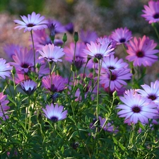 purple, Meadow, Arktotis, flowers