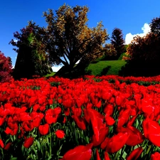 Flowers, Tulips, Meadow, Red