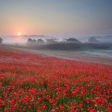 Meadow, papavers, Fog