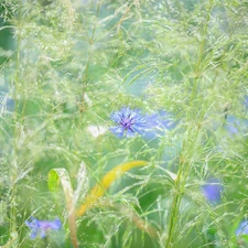 Meadow, Chaber, grass