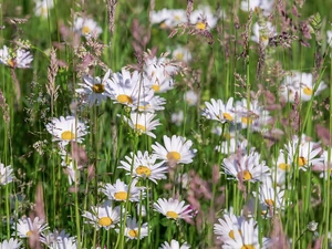 Meadow, daisies, grass