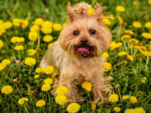 Flowers, dog, grass, Meadow, dandelions, Yorkshire Terrier