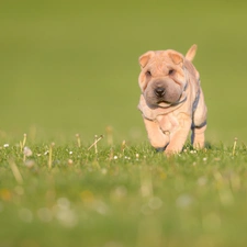 Meadow, grass, Puppy, Shar Pei, dog