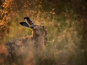 grass, Wild Rabbit, Meadow
