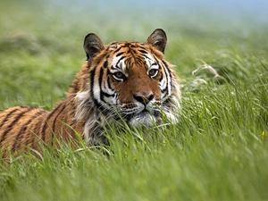 Meadow, tiger, grass