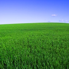 Green, Meadow