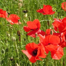 papavers, Meadow