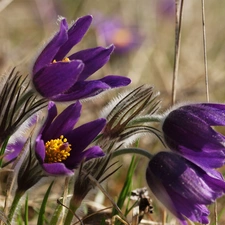 pasque, Meadow