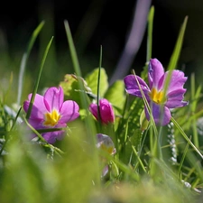 purple, grass, Meadow, Flowers
