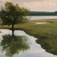 Meadow, trees, River