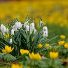 snowdrops, Meadow