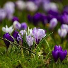 Meadow, crocuses, Spring