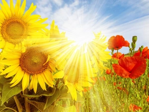 rays, sun, papavers, Meadow, Nice sunflowers