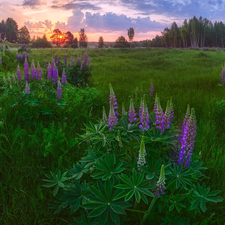 lupine, grass, summer, Meadow, Great Sunsets