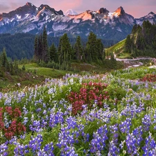 Cascade Mountains, Mount Rainier National Park, viewes, Meadow, trees, Washington State, The United States, lupine