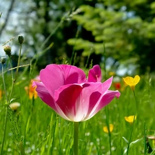Meadow, Pink, tulip