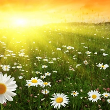 daisy, Great Sunsets, Meadow