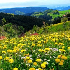 Meadow, Mountains, woods