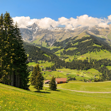 medows, pens, Austrian, woods, Alps