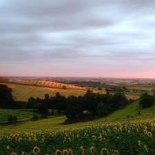 Nice sunflowers, field, medows