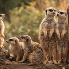 Meerkats, seating, standing