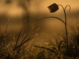 grass, Colourfull Flowers, fuzzy, background, dew, Fritillaria meleagris